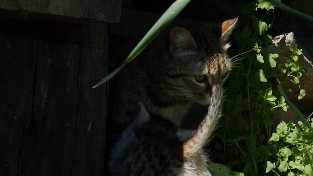 Котейки в 4K