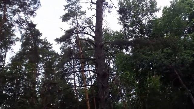 Суджанский район. часовня Пророка и Крестителя Господня Иоанна Предтечи. 7июня 2020г.