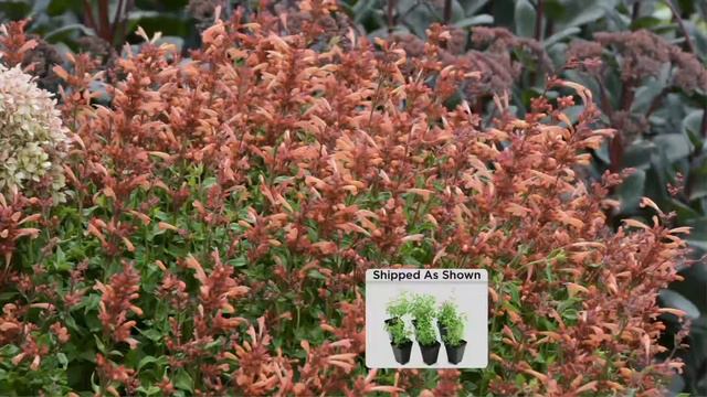 Cottage Farms 6-pc Humdinger Fragrant Nectar Agastache Collection On QVC