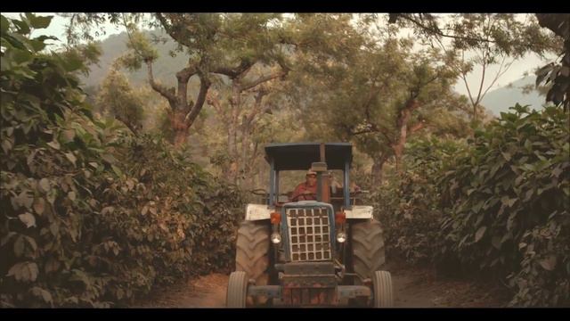 Выращивание кофе в Гватемале