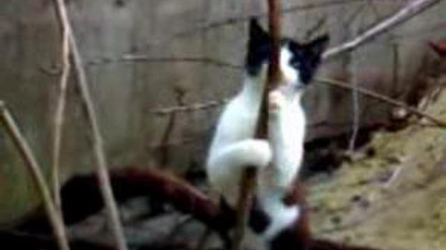 Кошка танцует стриптиз