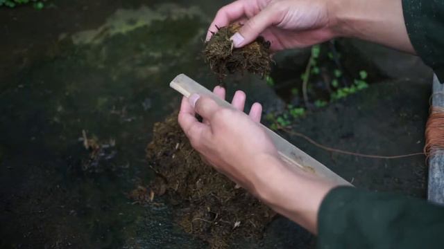 MEMBUAT TIRUS RAMBAT TANAMAN II SYNGONIUM WENDLANDII