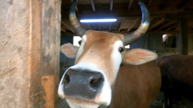 Ферма Экзархо! или как меня корова лизнула.#сочи #'экзархо #зелёный город