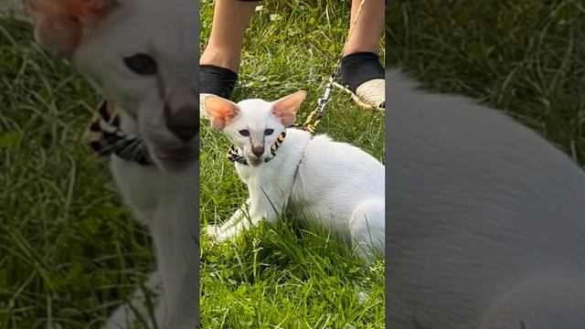 Анатоль, как он похож на питбуля. Красавец!