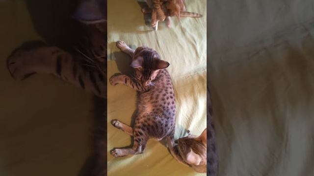 Хуго мальчик оцикет