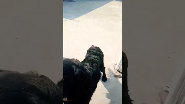 Cokarspianl#dog#short#video#viral#video#