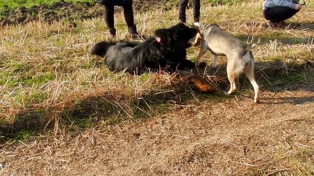 Тибетский мастиф - любимый друг Пеппы Серия 11.