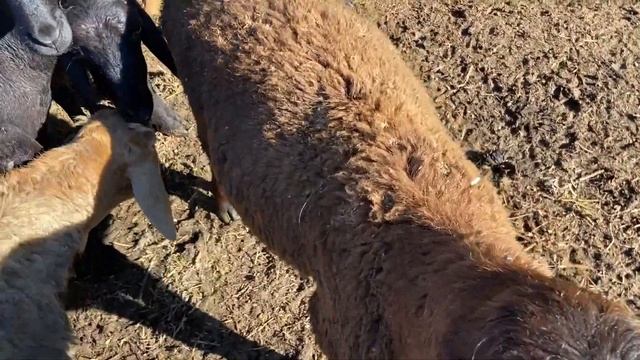 гиссарские  баранчики 30  октября 2022 года