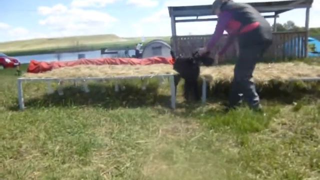 Ризеншнауцер Лорри. Ползи 2