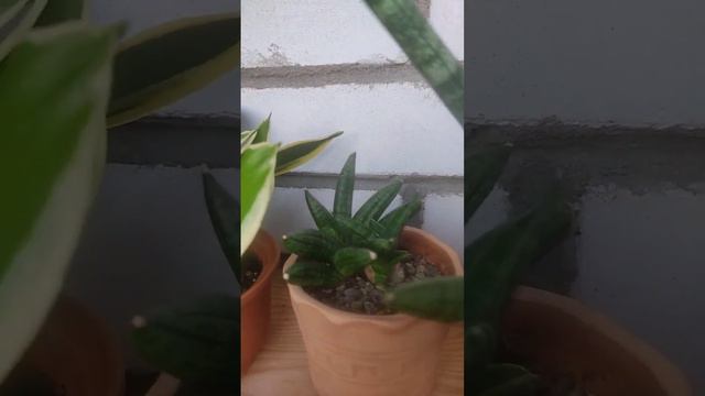 Сансевьерии - почти не требуют ухода, при этом очень красивы.