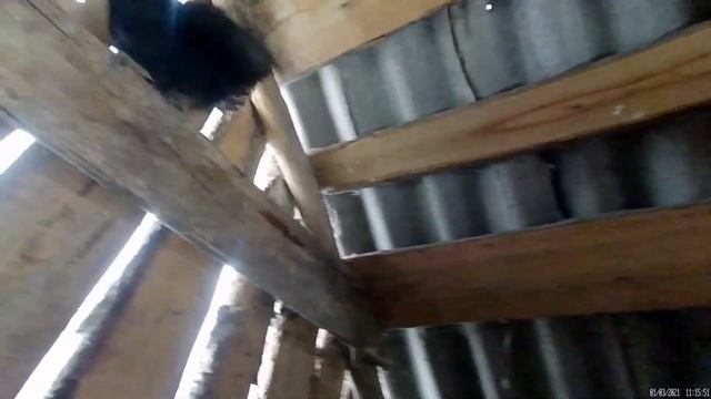 Купил дом в деревне. НАХОДКИ в старом сарае. Моя жизнь в деревне после переезда из города.