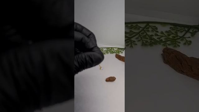 E892070c45f247d61164b047c8c95ecc