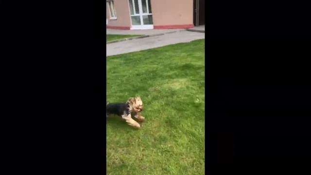 Мартик, счастливый гоняет на лужайке