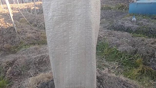 Как защитить молодые саженцы зимой