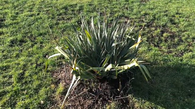 Красива цветна градина - как да презимува?