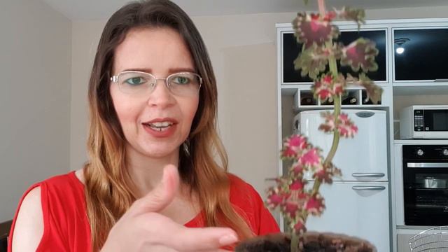 Como Eliminar Pragas Das Calanchoê Ou Kalandiva? #plantas #canalleiaalcantara #calanchoe