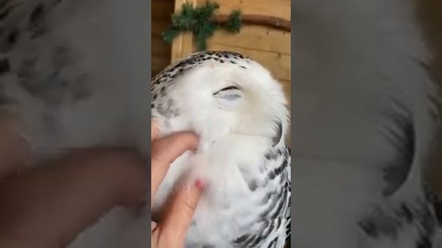 Ded8abf5431df55adda80ffb0685b677