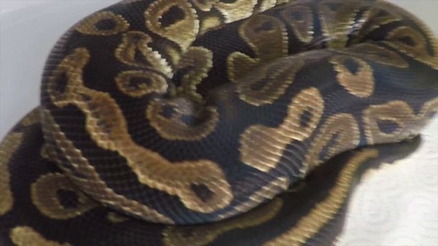 Pokazuje Wszystkie Węże//UPDATE Vivarium - Więcej Niż PTASZNIKI ZAJĄCA??