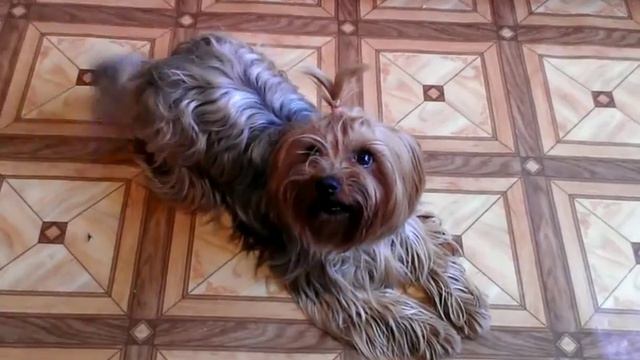 Прикол. Йорк разговаривает.