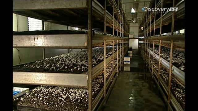 Грибы 2002 год - Как это работает? (How It's Made?) Как это сделано?