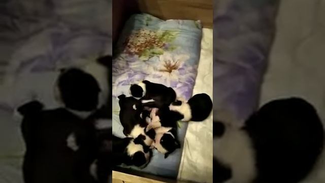 Помет Ю, питомник БОН ФО ШОУ