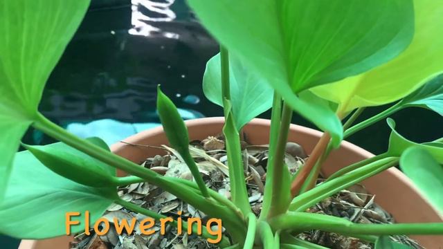 Homalomena Sunshine Gem #ว่านเสน่ห์จันทน์ทอง #ว่านมงคลของไทย