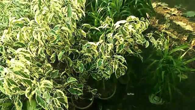 Roadside Cheapest Nursery Plant's | Plant Price With Names | Buy Plant At Cheap Price | GoTrav