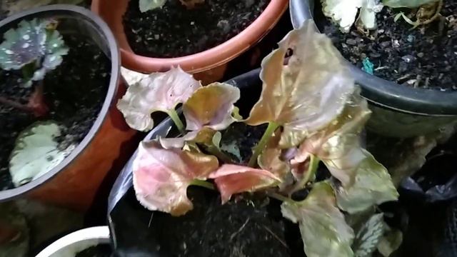 The Beauty Of Strawberry Ice Syngoniums