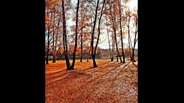 Подмосковная осень