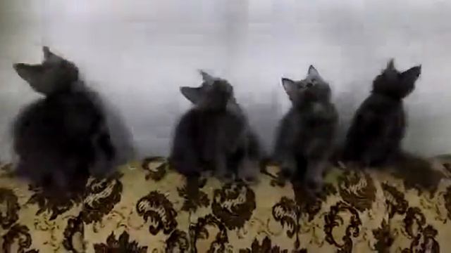 Котята от 25 июля родом