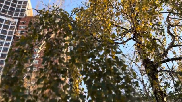 По своей природе собаки очень активные животные, их нужно  выгуливать не меньше 2 раз в день.