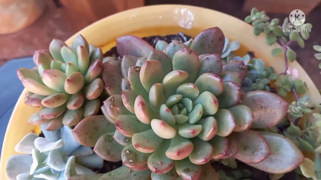 # Dica De Cultivo Da Suculenta Graptoveria Bashful