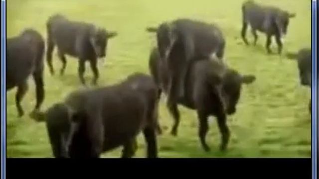 Слабонервным не смотреть. /О.Белый/