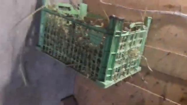 Игрушка для гусят#новички_обживаются#что_делать_когда_гусята_щиплют_друг_друга#лайф_хак_для_птенцов