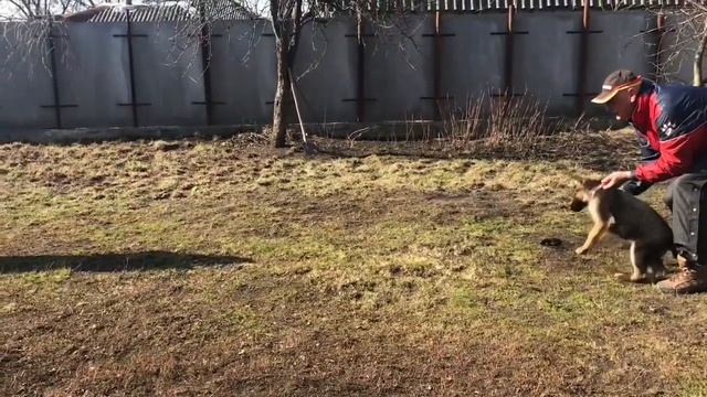 Mercedes Latghard (German Shepherd), 2,5 Month