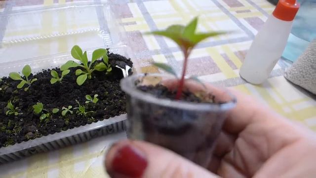 очень эффективная подкормка петунии