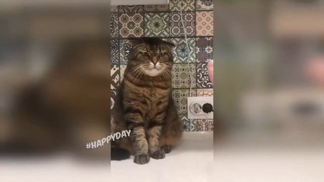 ГОВОРЯЩИЕ ЖИВОТНЫЕ 2 Приколы юмор с озвучкой Лучшая ПОДБОРКА
