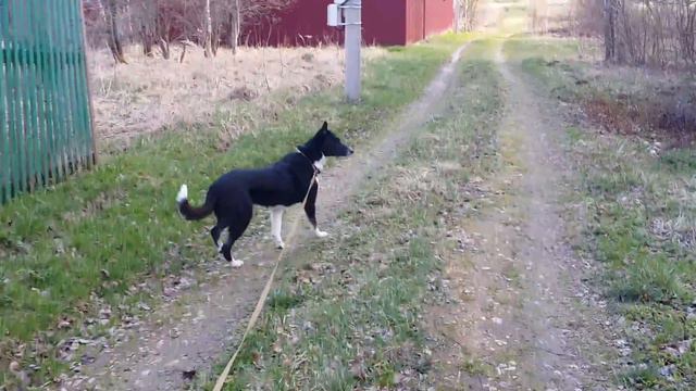 Собака Сказка - весенняя прогулка 01.05.2016