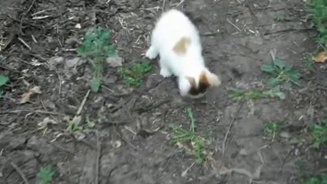 Обучение котёнка охоте. Мышь в наличии.