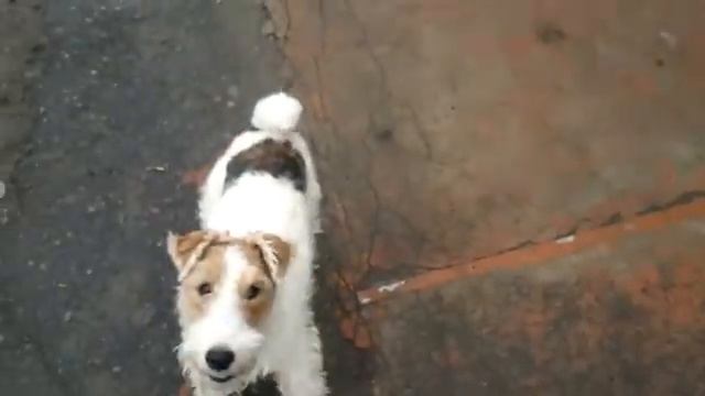 Жесткошерстный фокстерьер Мира (Mira Wire Haired Foxterrier)