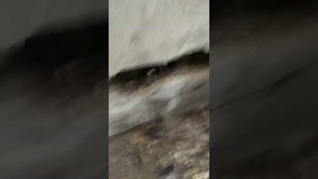 Вода в вентшахте,не понятно откуда,новостройка Держинского 125 а