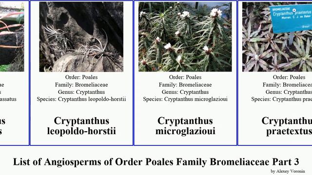 List of Angiosperms of Order Poales Family Bromeliaceae Part 3 cryptanthus dyckia deuterocohnia
