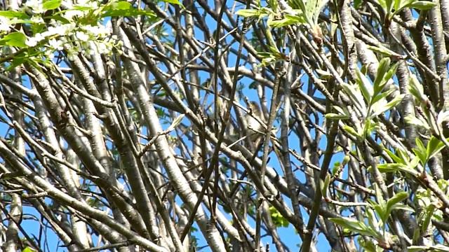 Соловей, пташечка...