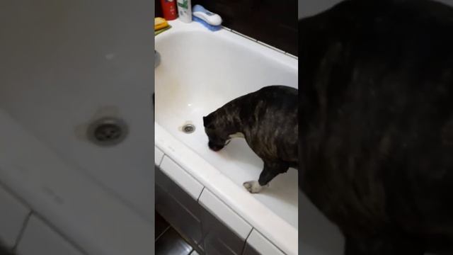 02d185a6923113caba319640d7e42594