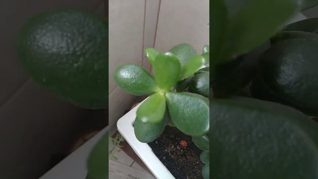 Suculenta-Jade/(Crassula Ovata) [Ler Descrição]#suculentas