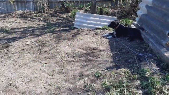 ПЕРЕСЕЛЯЕМ ПОРОСЯТ НА УЛИЦУ/ЖИЗНЬ В ДЕРЕВНЕ