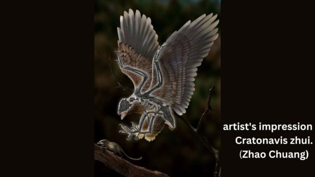 Bird Or Dinosaur? Chinese Researchers Unearth Bizarre Fossil That Raises Questions On Evolution