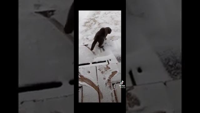 пьяный кот вышел на прогулку