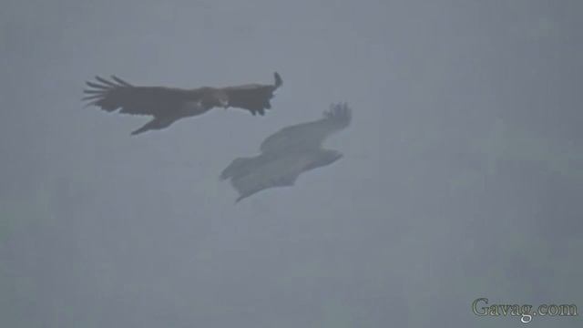 Eagles Flying In The Sky