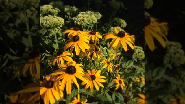 #purple #flower 🌹💝